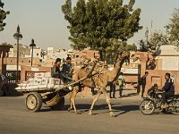 Dromadaire de trait à Bharatpur