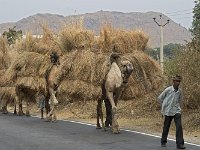 Dromadaires de port sur la route entre Ranakpur et Udaipur
