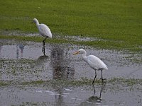 Aigrettes dans une flaque d'eau à New delhi