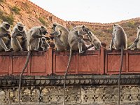 Scènes familiales à Amber