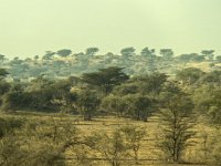 Désert du Thar- végétation typique