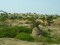 Désert du Thar- Ancienne exploitation de matériaux  Les arbres et arbustes ont été préservés...