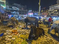 Vaches éboueurs à Delhi  Un éboueur efficace, au péril de sa vie Les bovins d’Inde ont un rôle d’éboueurs puisqu’ils se nourrissent essentiellement de déchets, au moins en ville. Ils nettoient les rues de tous les déchets organiques. D’ailleurs,  à force d’avaler des sacs en plastique, ils meurent souvent d’occlusions intestinales… : vache