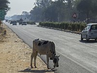 Vache sur une autoroute : vache