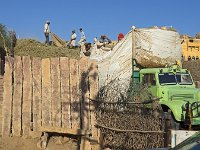 Déchargement de fourrage à Jodhpur : vache