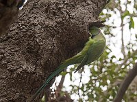 Perruche à collier au bord de son nid