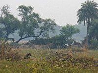 Antilope   et grues antigones