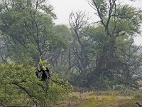 Oiseau  serpent en train de sécher