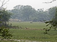 Prairie humide avec un cerf axis et une antilope nilgaut