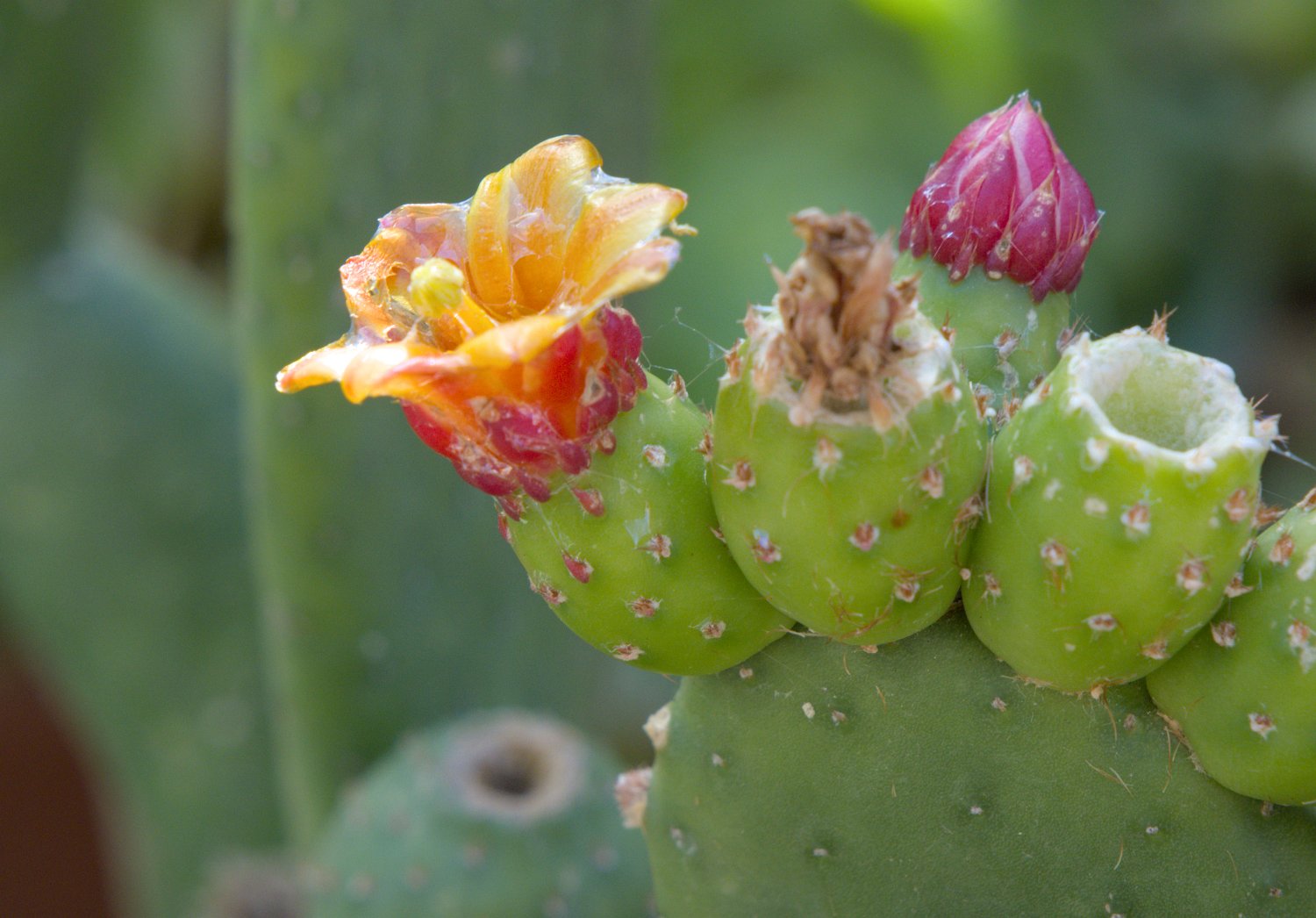 Quipa (Tacinga inamoena)