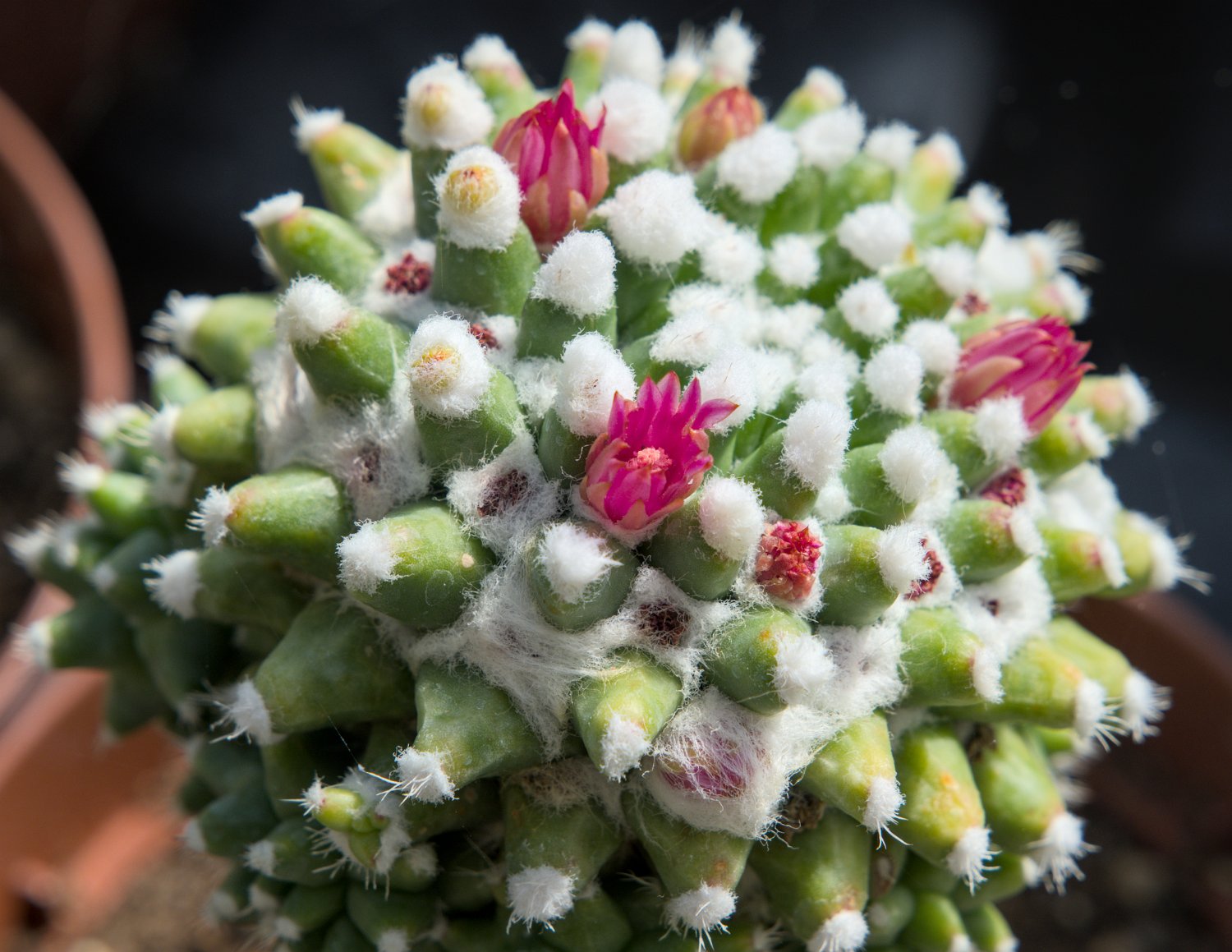 Mammilaria polythele