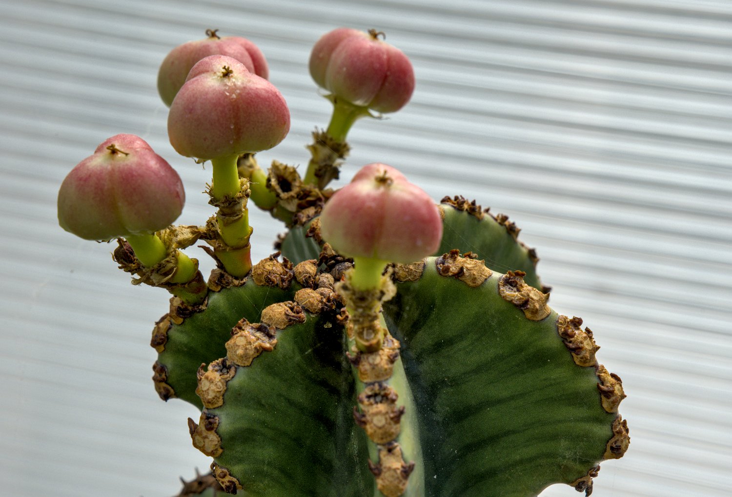 Hybiscus (Euphorbia murielli)