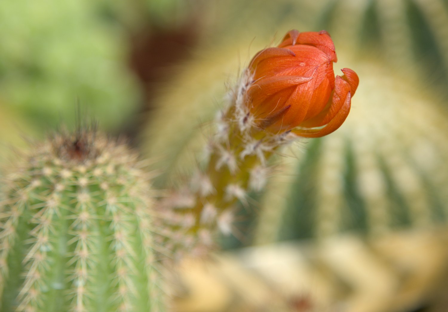 Echinocerus polyacanthus