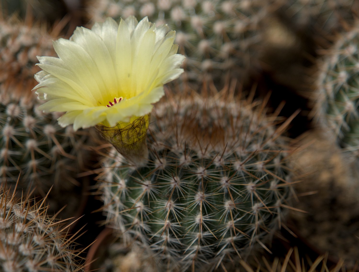 Echinopsis aurea