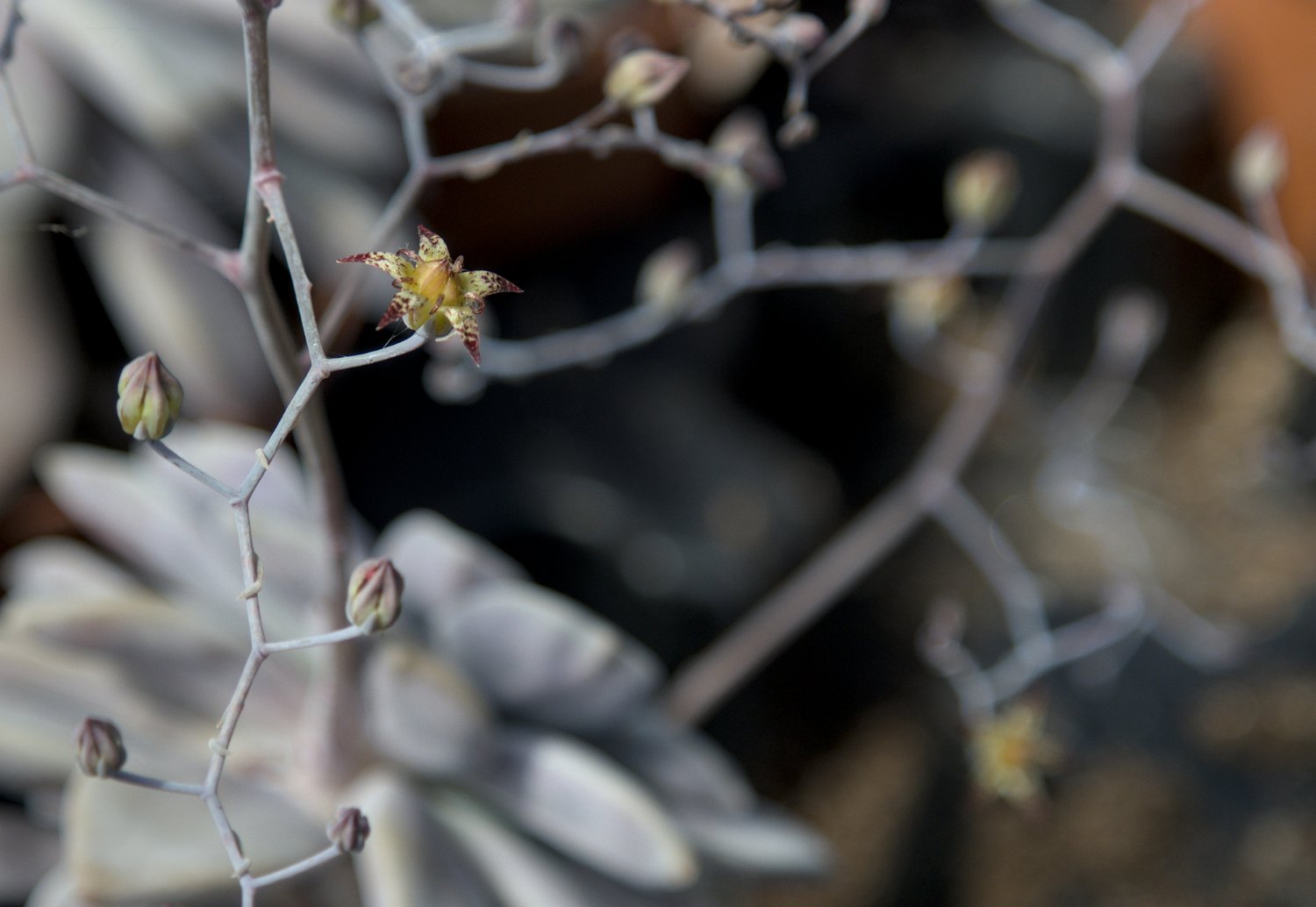 Graptopetalum pentandrum