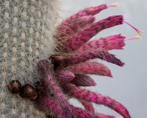 Cactus cierge (Cleistocactus strausii)