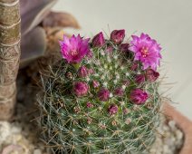 Mammilaria zeilmanniana