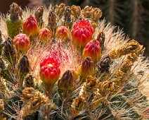 Ferocactus pilosus