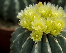 Ferocactus glaucescens
