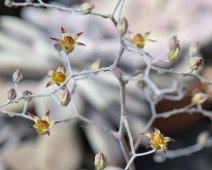 Graptopetalum pentandrum