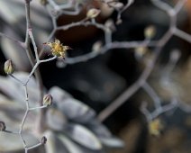 Graptopetalum pentandrum