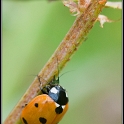 DSC 8281-coccinelle