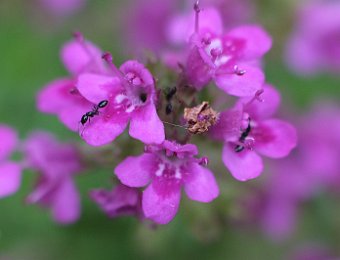 Fleurs de plantes aromatiques et condimentaires