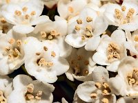 Laurier thym  7artisans 60mm F4-1/140-160ISO