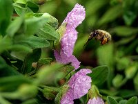 Anthophore commune mâle sur ciste  7artisans 60mm F4-1/210-160ISO