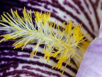 Iris pâle - Etamines  7artisans 60mm F4-1/60-400ISO