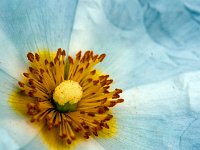 Ciste de Montpellier - Etamines et pistil  7artisans 60mm F4-1/100-160ISO
