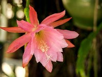 Belle de nuit  7artisans 60mm F4-1/120-160ISO