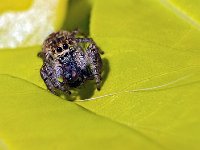 Araignée sauteuse  Fuji 16-80mm à 80mm + bague allonge 27mm F8-1/450-160ISO