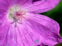 Géranium vivace - Pistil  Fuji 16-80mm + bague allonge 27mm F8-1/250-160ISO