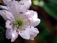 Mûre  Fuji 16-80mm + bague allonge 27mm F8-1/60-320ISO