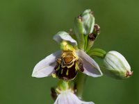 Ophrys apifera (Ophrys abeille)  Garrigue St Hyppolyte du Fort