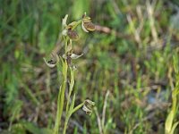 A déterminer  Garrigue St Hyppolyte du Fort