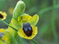 Ophrys lutea (Ophrys jaune)  Garrigue St Hyppolyte du Fort