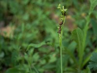 Ophrys insectifera (Ophrys mouche)  Talus bord de route Périgord