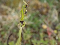 Ophrys insectifera "renversée"  Causse Périgord