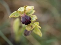 Ophrys sulcata (Ophrys sillonnée)  Causse Périgord