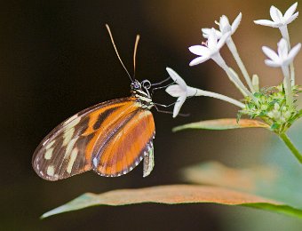 Hecalé (Heliconius hecale) - Amérique du sud