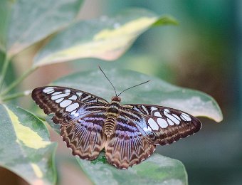 Clipper bleu (Parthenos sylvia lilicinius) - Asie du sud-est