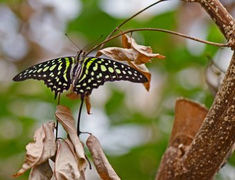 Porte queue geai (Graphium agamemnon) - Asie du Sud Est et Océanie