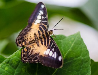 Clipper brun (Parthenos sylvia) - Asie du Sud-est