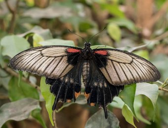 Grand Mormon femelle  (Papilio Memnon) - Asie du sud-est
