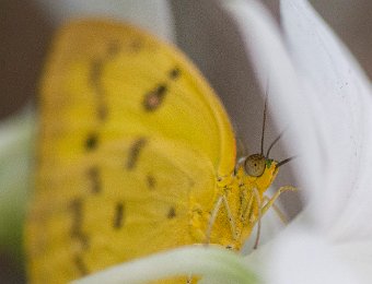 Eurema hecabe (Australie)