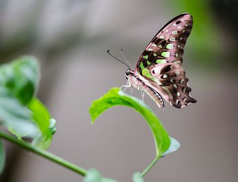 Le voilier vert (Graphium agamemnon) - Papouasie, Australie