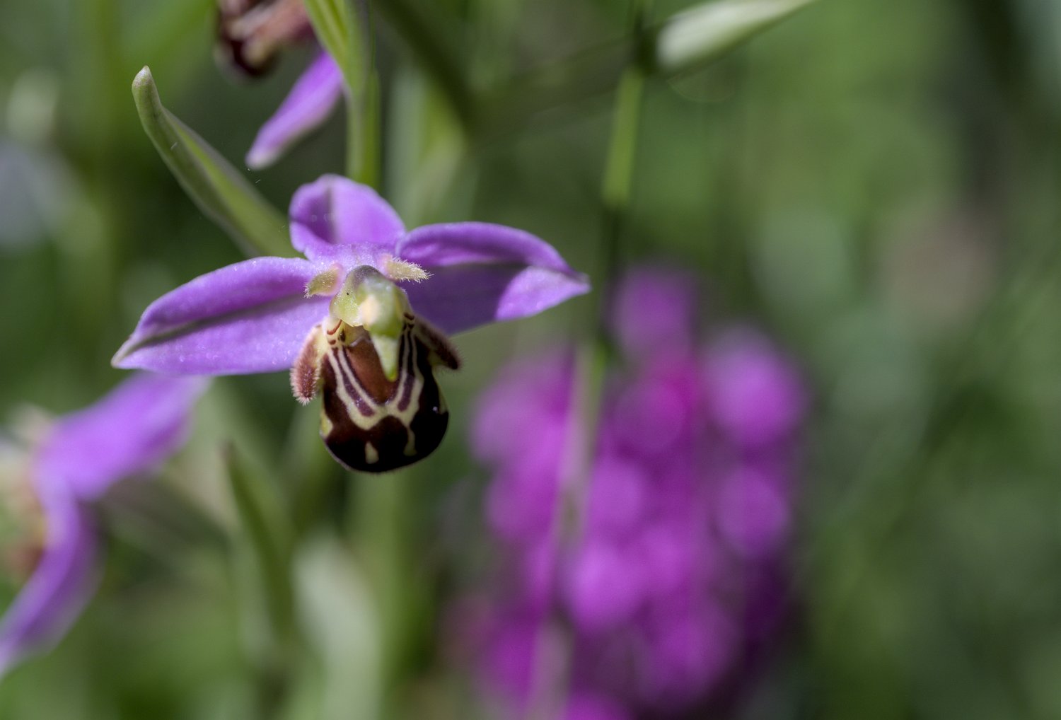 Ophrys abeille