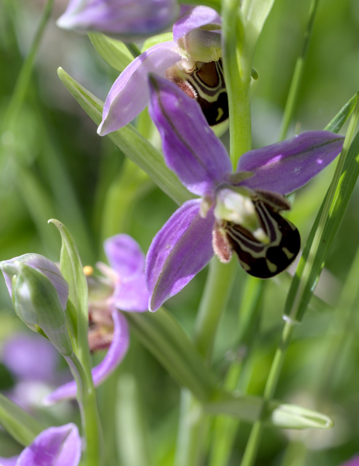 Ophrys abeille